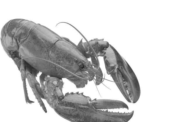 Les Viviers Du Pradic Poissonnerie Etel Background 1 1