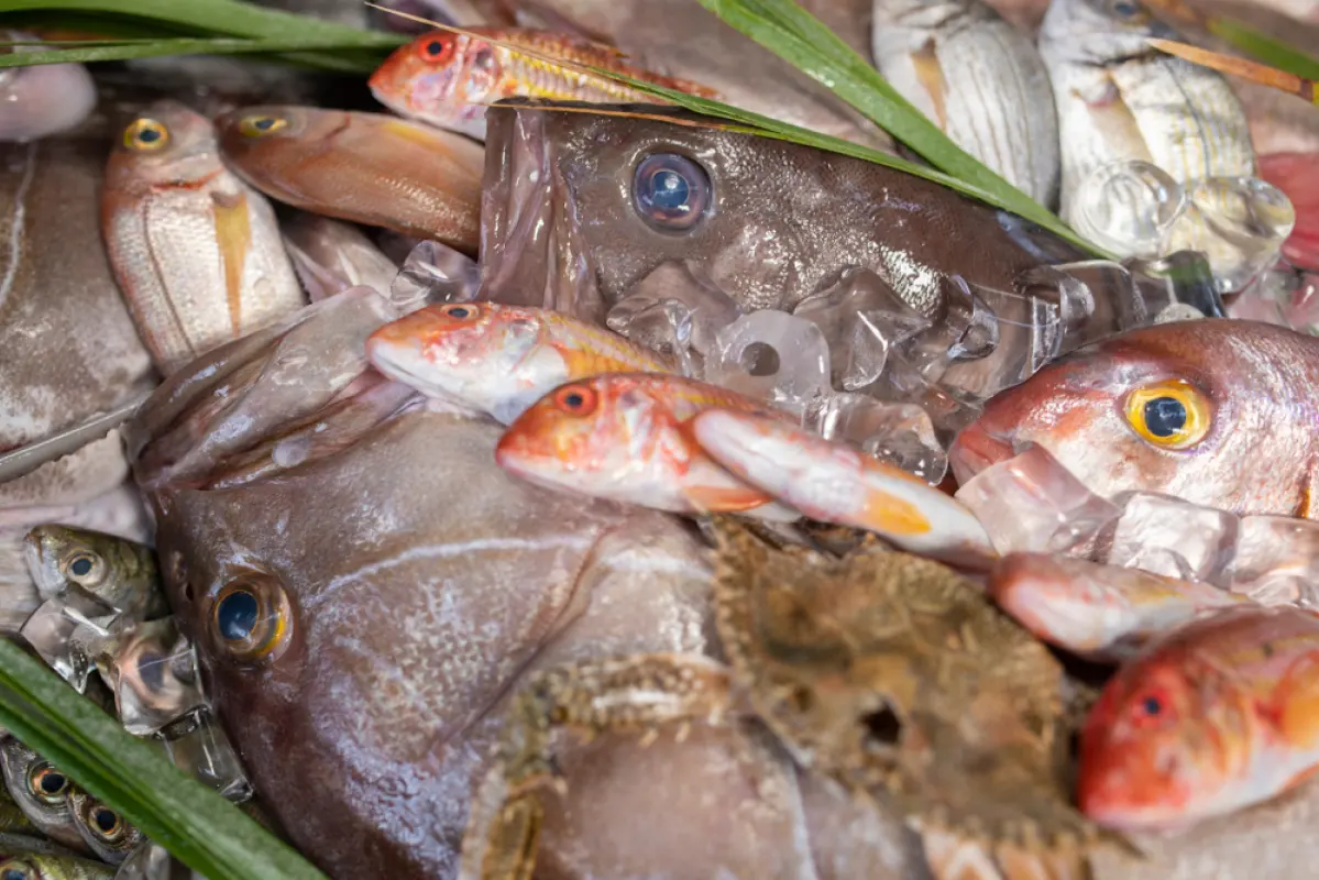 Les Viviers Du Pradic Poissonnerie Etel Realisation 3