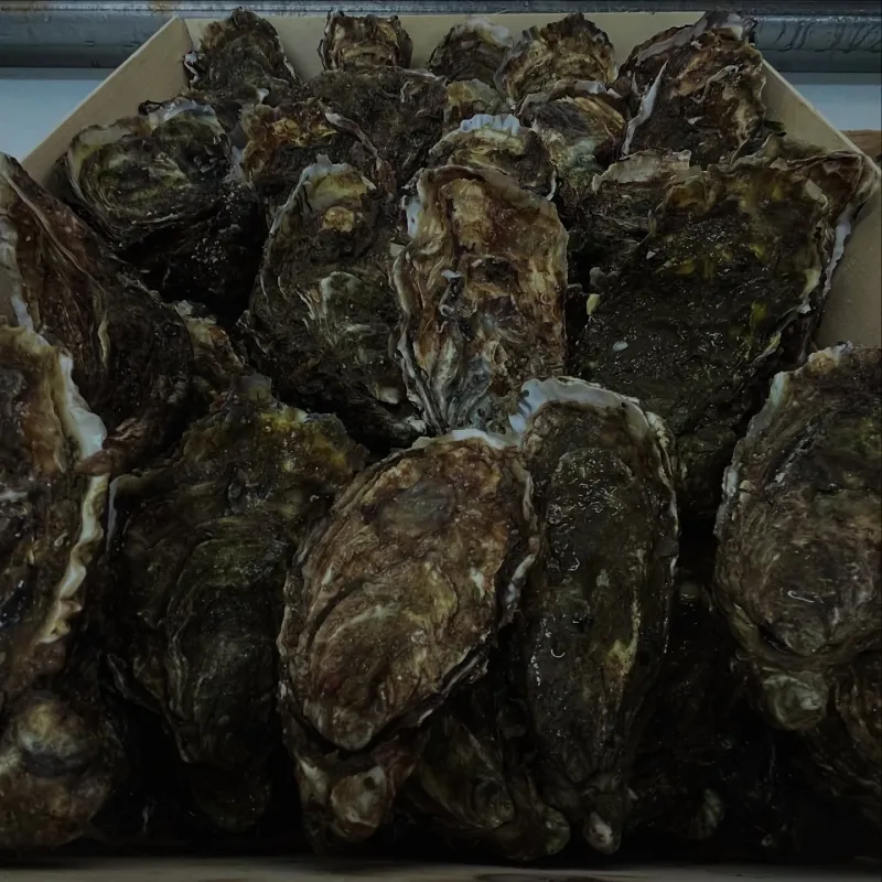 Les Viviers Du Pradic Poissonnerie Etel Realisation 4