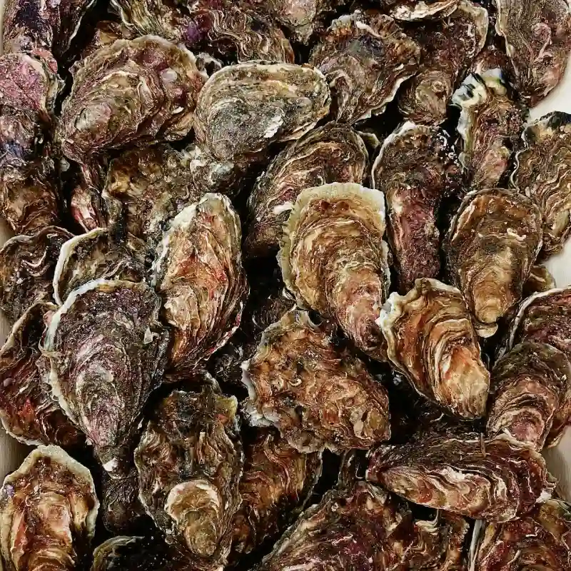 Les Viviers Du Pradic Poissonnerie Etel Realisation 5