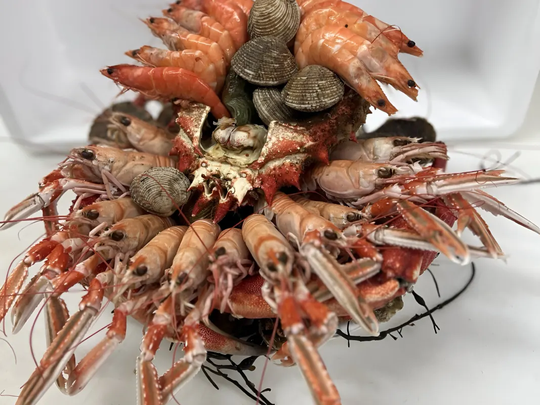 Les Viviers Du Pradic Poissonnerie Etel Realisation 7