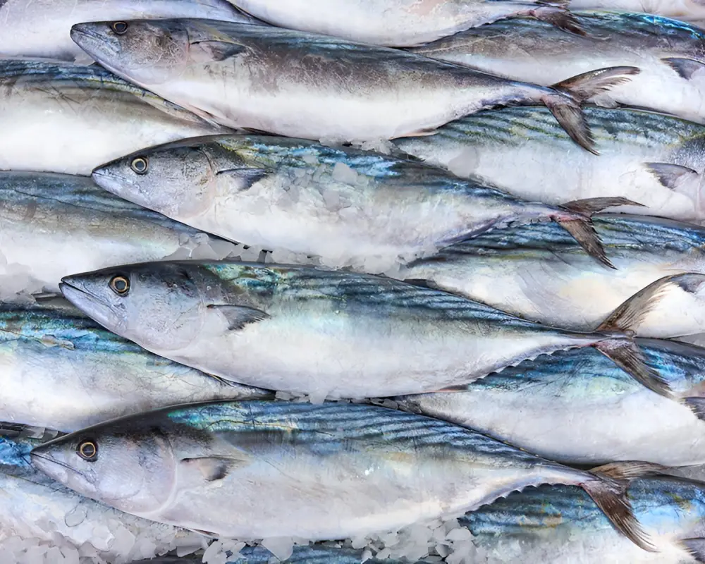 Les Viviers Du Pradic Poissonnerie Etel Realisation 8